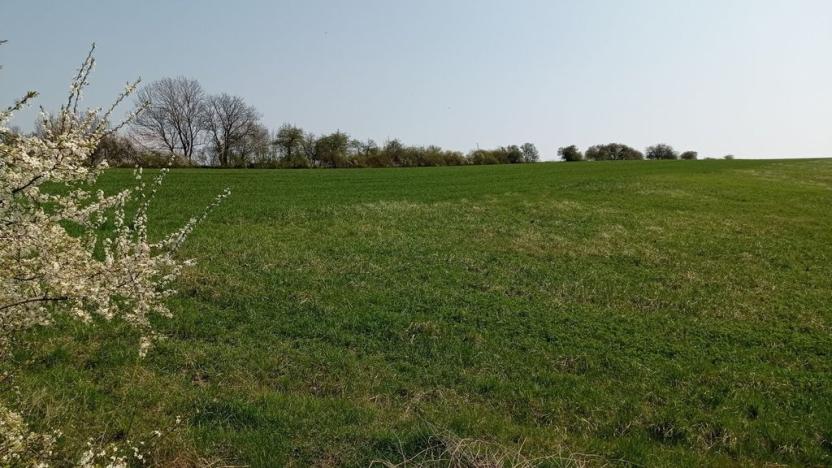 Prodej sadu/vinice, Velké Němčice, 6023 m2