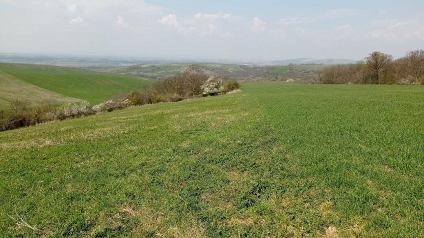 Prodej sadu/vinice, Velké Němčice, 6023 m2