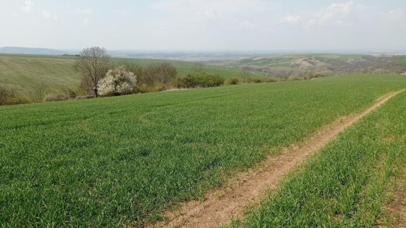 Prodej sadu/vinice, Velké Němčice, 6023 m2