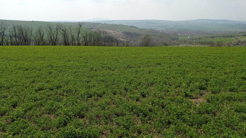 Prodej sadu/vinice, Velké Němčice, 6023 m2
