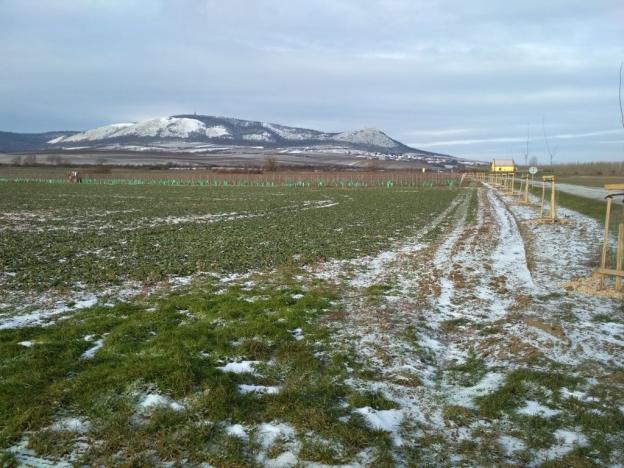 Prodej sadu/vinice, Milovice, 29901 m2